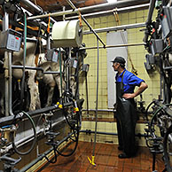 Melker en koeien (Bos taurus) bevestigd aan melkmachines in de melkerij, België
